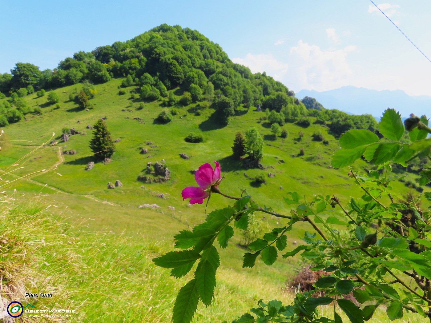 54 Rosa canina con vista in Monte Zucco.JPG